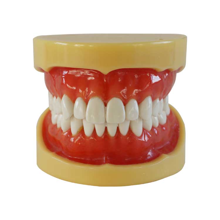  A0001 Dental Removable Standard Teeth Model